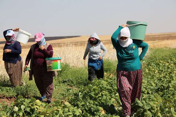 Tarlada Çalışan Kadınlarla Buluşuldu 